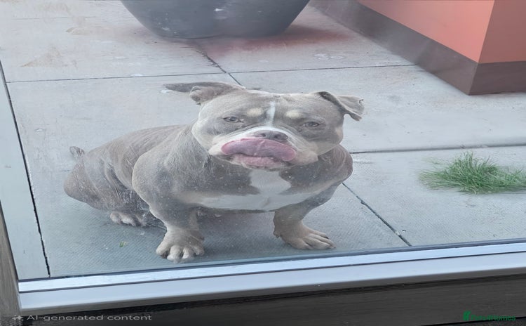 American Bully dogs - Advert 4