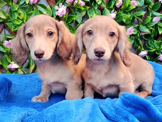 Miniature Dachshund dogs SHADED LH CREAM SUPER MINI DAXIS KC REG PRA CLR - Advert 3