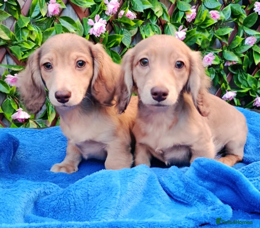 Miniature Dachshund dogs SHADED LH CREAM SUPER MINI DAXIS KC REG PRA CLR - Advert 1