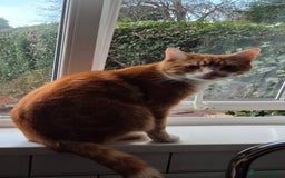 Mixed Breed cats for sale: Murphy looking for a new home - Image 6
