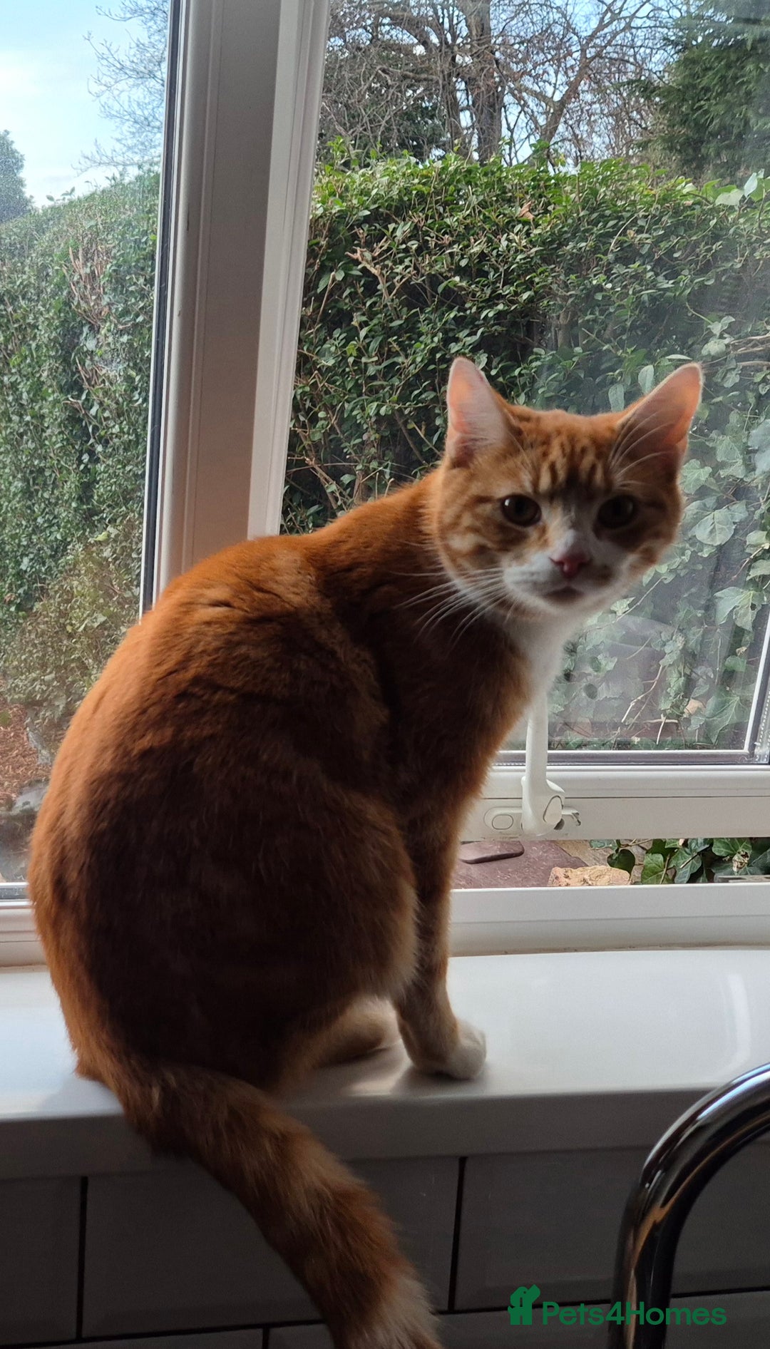 Mixed Breed cats for sale: Murphy looking for a new home - Image 6