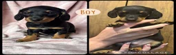 Doxiepoo dogs for sale: Doxiepoo puppies  - Advert 4