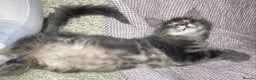 Maine Coon cats for sale: Full Maine Coon Kittens Ready Now - Advert 14