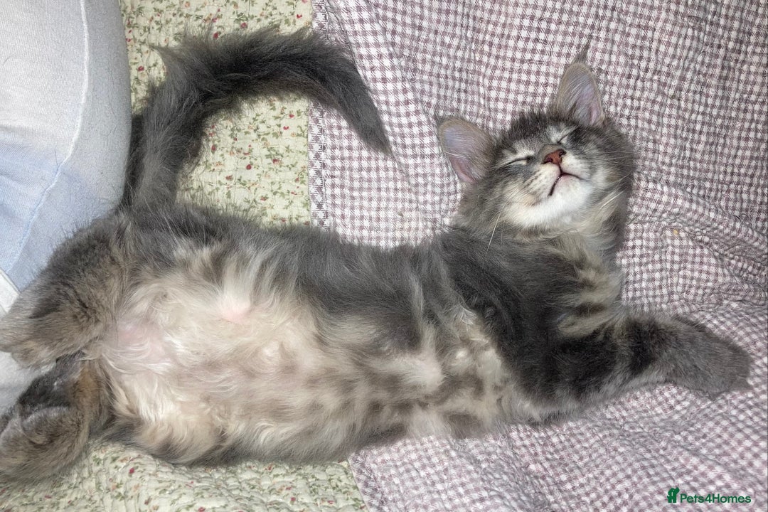 Maine Coon cats for sale: Full Maine Coon Kittens Ready Now - Advert 14