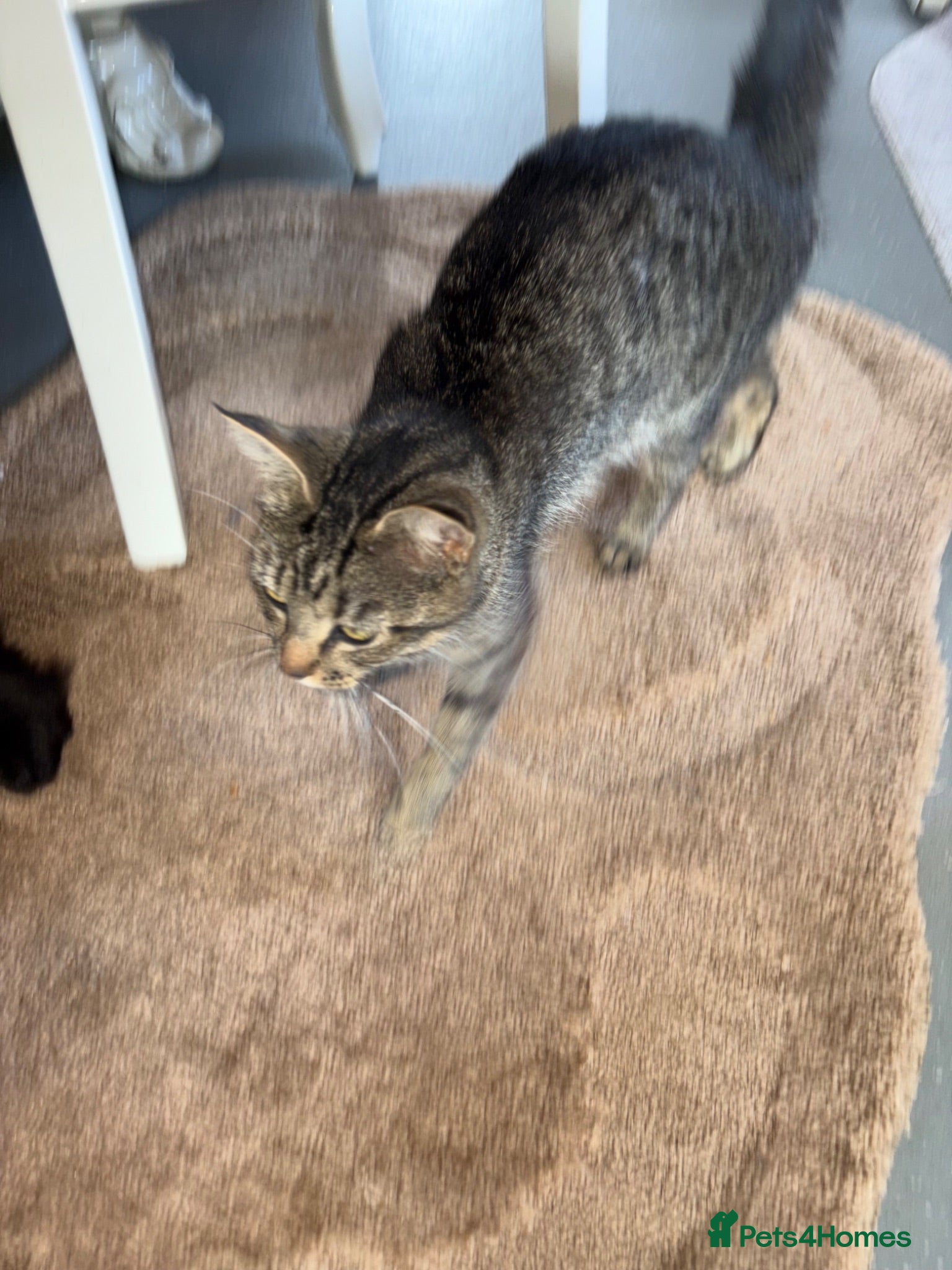 Tibetan cats Tabby mixed breed kittens for sale £100 - Advert 6