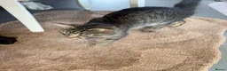 Tibetan cats for sale: Tabby mixed breed kittens for sale £100 - Advert 1
