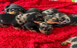 Dachshund dogs for sale: Pedigree Dachshund puppies PRA clear health tested - Image 11