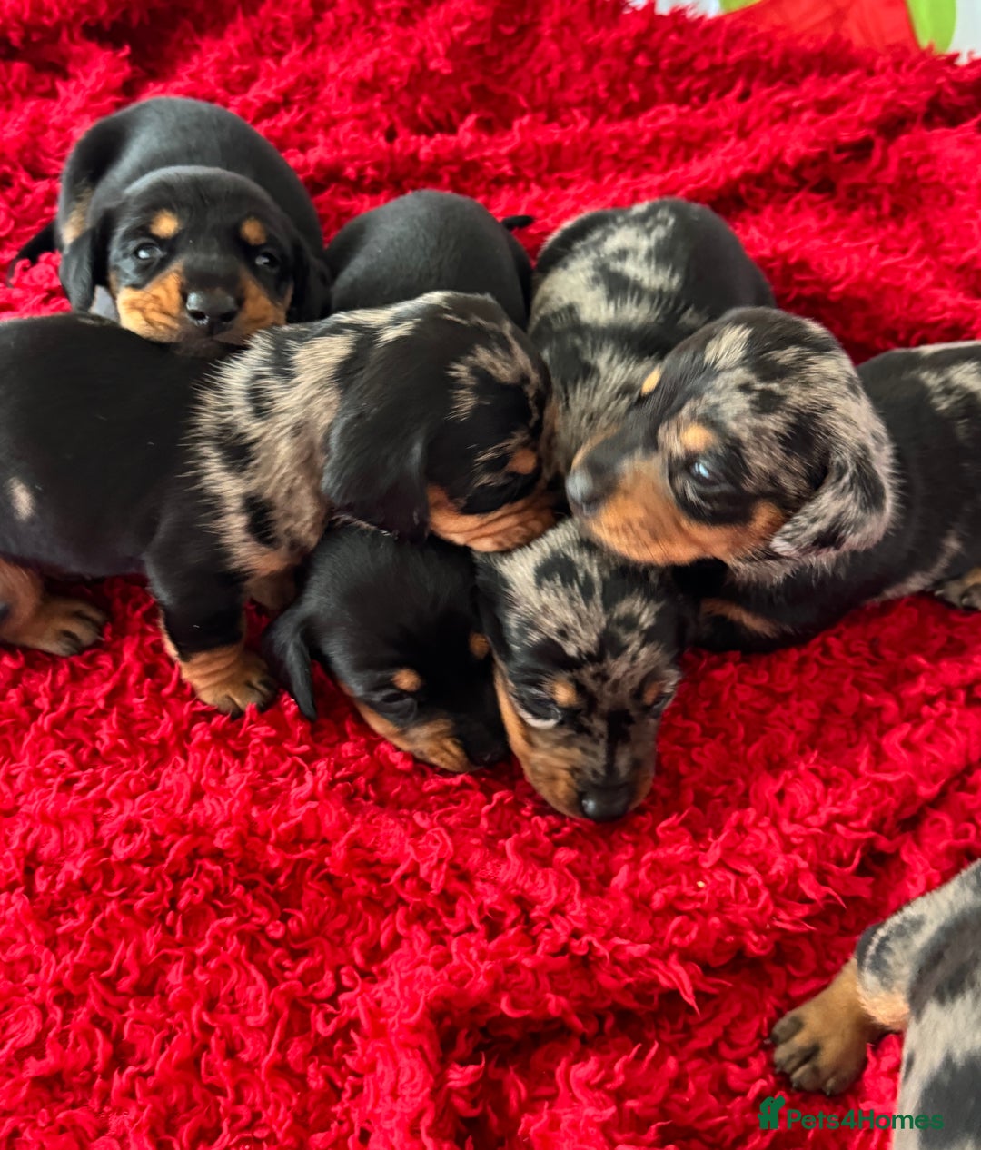 Dachshund dogs for sale: Pedigree Dachshund puppies PRA clear health tested - Image 11