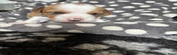 Mixed Breed dogs for sale: Jack Russel x Yorkshire terrier  in High Peak - Advert 19