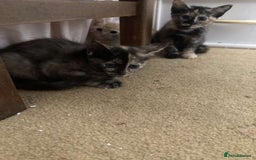 Siamese cats for sale: Kittens  - Image 6