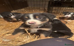 Mixed Breed dogs for sale: Bernese mountain dog mix - Advert 2