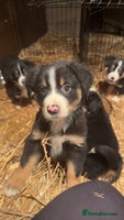 Mixed Breed dogs Bernese mountain dog mix - Advert 10