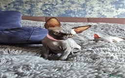 Sphynx cats for sale: TICA registered Canadian sphynx  - Image 6