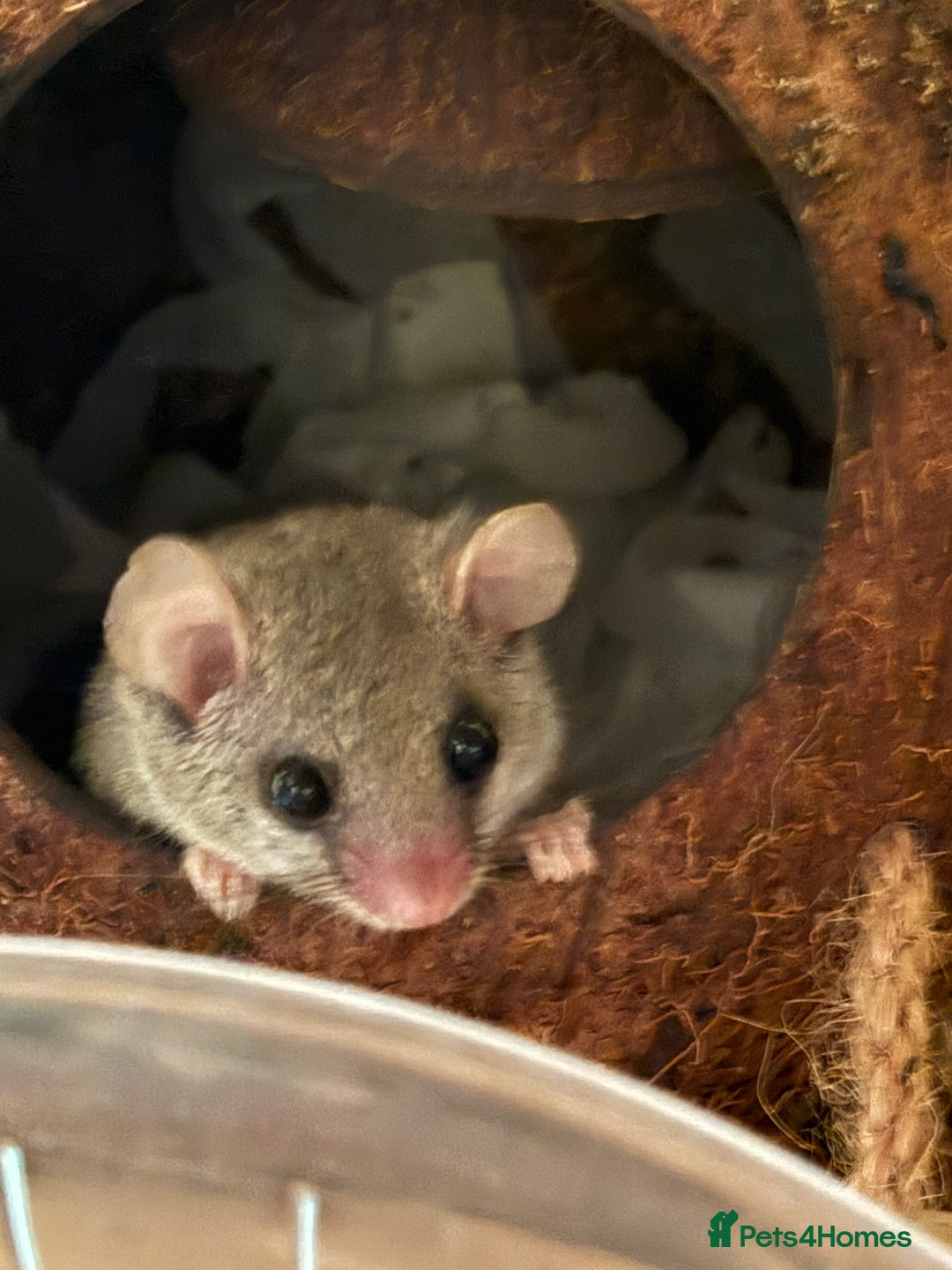 Sugar Glider rodents for sale: Micro squirrels for sale - Advert 1