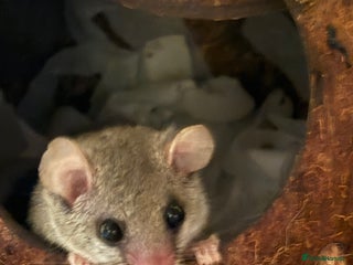 Sugar Glider rodents Micro squirrels for sale - Advert 1