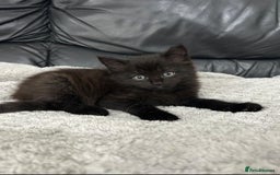 Mixed Breed cats for sale: Adorable Non-Pedigree Kittens – Litter Trained  - Image 2