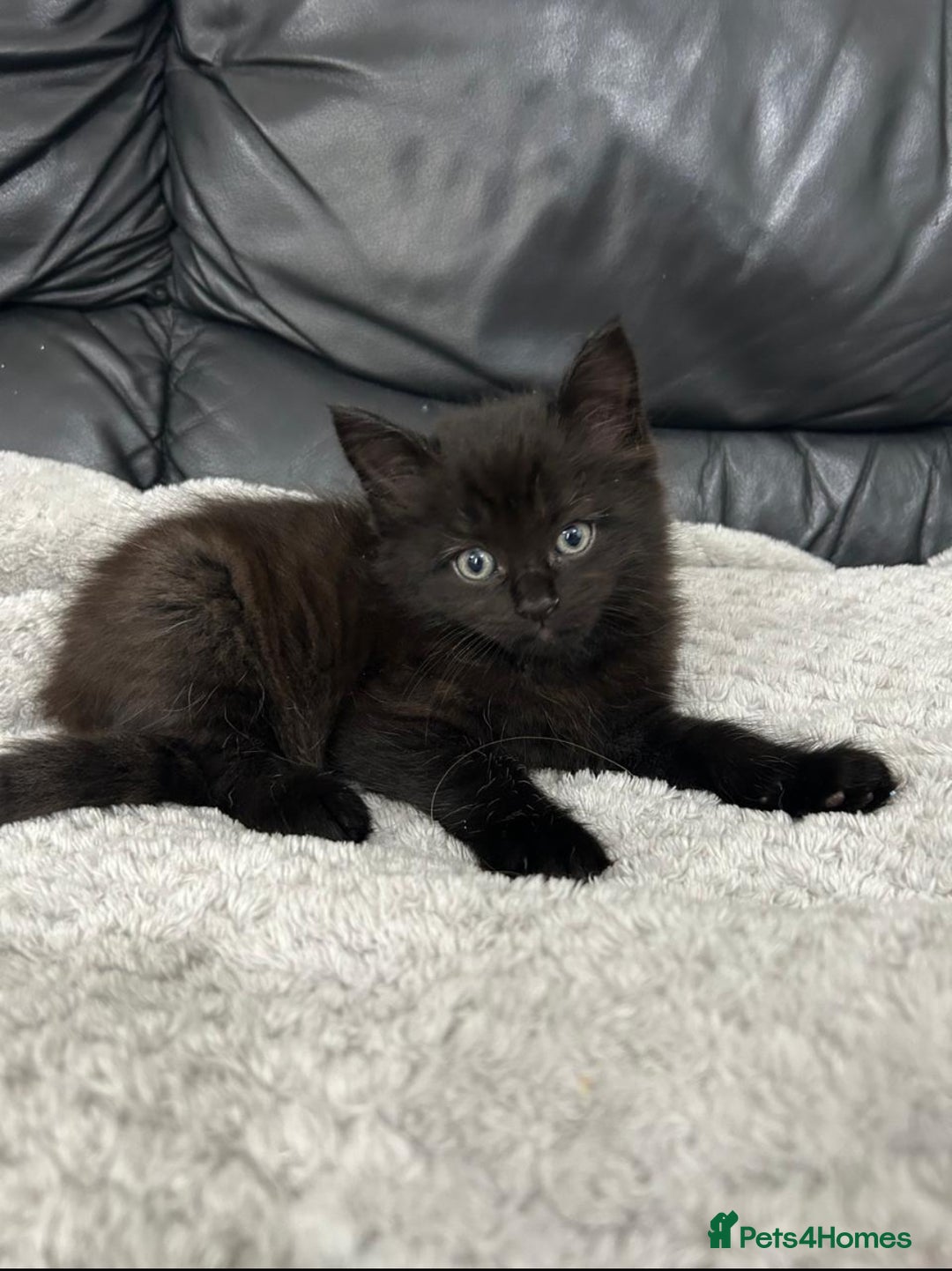 Mixed Breed cats for sale: Adorable Non-Pedigree Kittens – Litter Trained  - Image 2