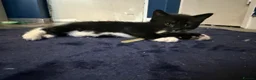 Mixed Breed cats for sale: 4 boy kittens still available  - Advert 7
