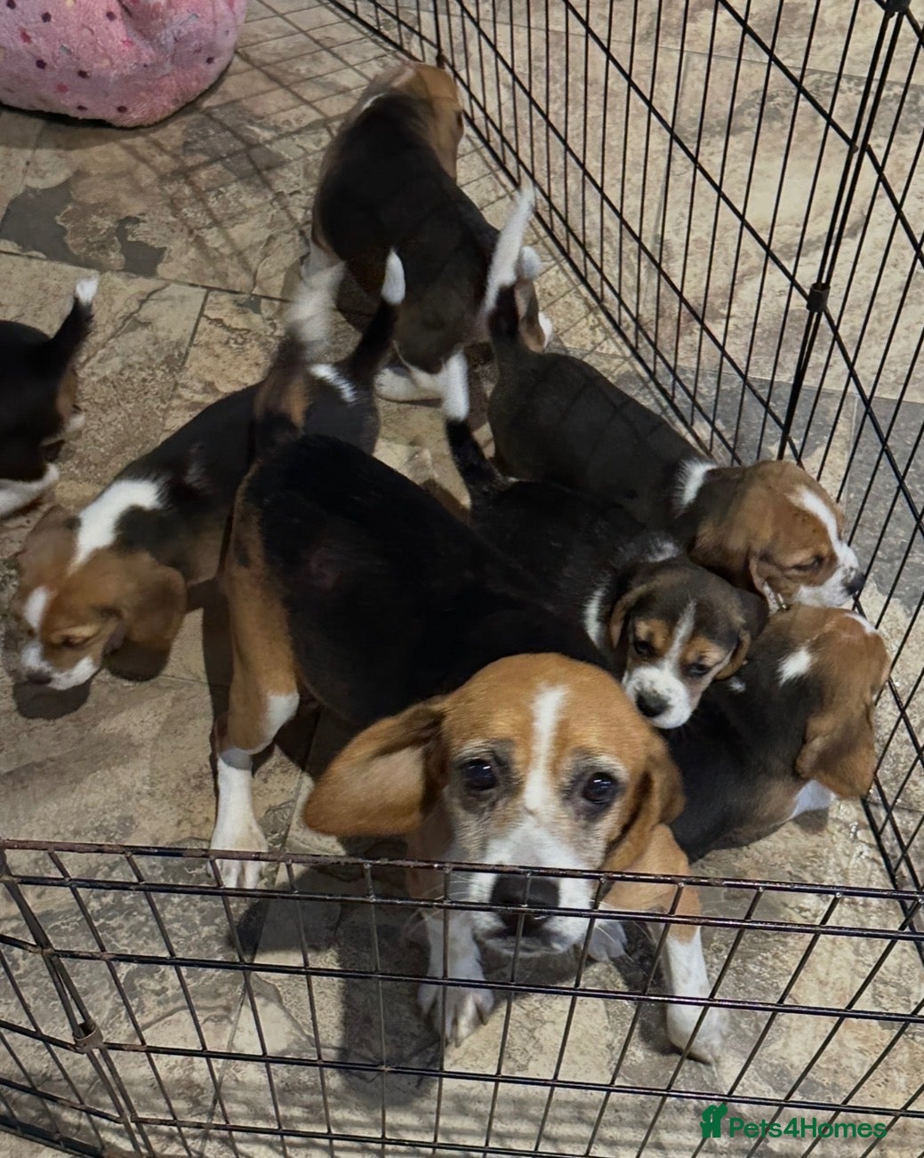 Beagle dogs Beagle ( foot beagles ) - Advert 2