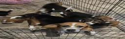 Beagle dogs for sale: Beagle ( foot beagles ) - Advert 2