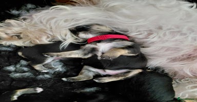 Morkie dogs - Advert 1