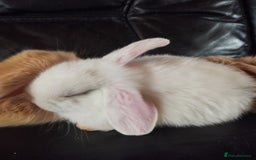 Mini Lop rabbits for sale: Mini lop boys and girls available. - Image 9