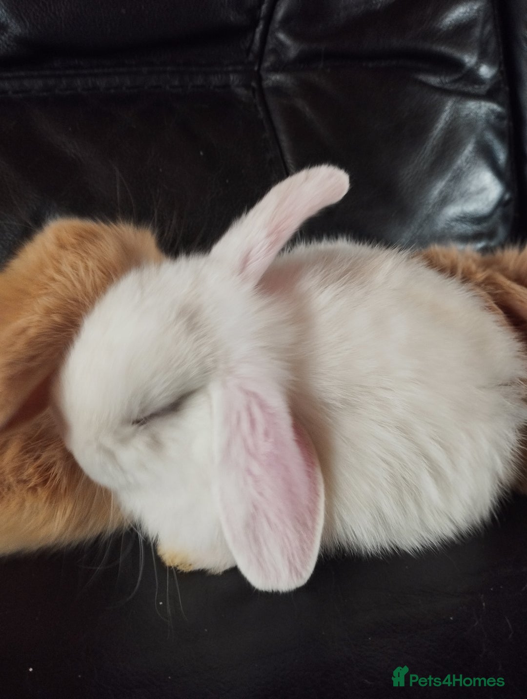 Mini Lop rabbits for sale: Mini lop boys and girls available. - Image 9