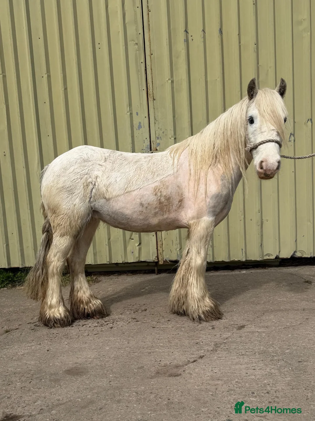 Miniature horses for sale: Rising 6 year old mini cob  in Stockton-on-Tees - Advert 4