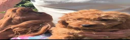 Cavapoo dogs for sale: 8 stunning Cavapoo 🐕‍🦺 puppies 🐕‍🦺 - Advert 9