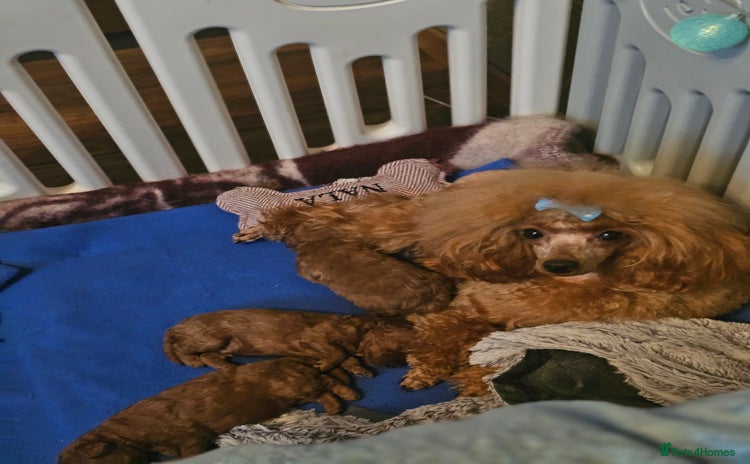 Toy Poodle dogs ❤️Cruft show🐩 Stunning red*serbian imp*show dogs* - Advert 2