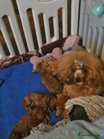 Toy Poodle dogs ❤️Cruft show🐩 Stunning red*serbian imp*show dogs* - Advert 6