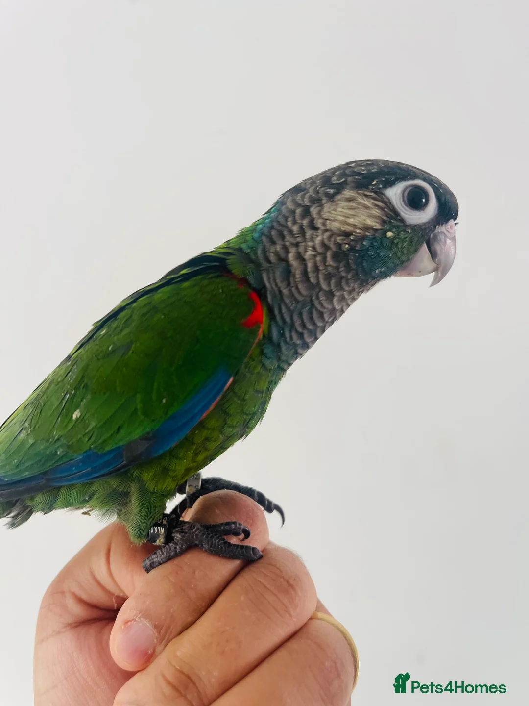 Conures birds for sale: Hand reared conure for sale  - Advert 12