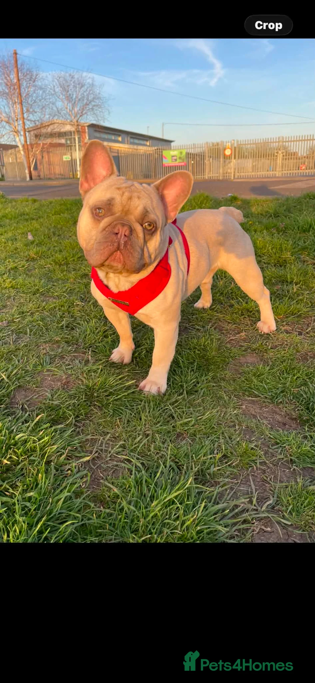 French Bulldog dogs for sale: Our beautiful boy Sonny  - Advert 6