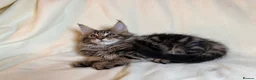 Maine Coon cats for sale: TICA registered Maine Coon Kittens All Boys - Advert 8
