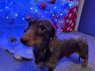 Miniature Dachshund dogs mini dachshund for stud - Advert 2