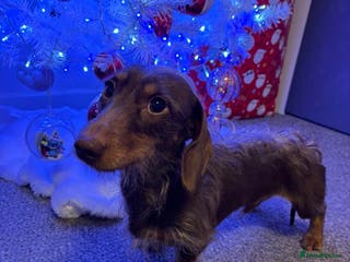 Miniature Dachshund dogs mini dachshund for stud - Advert 11