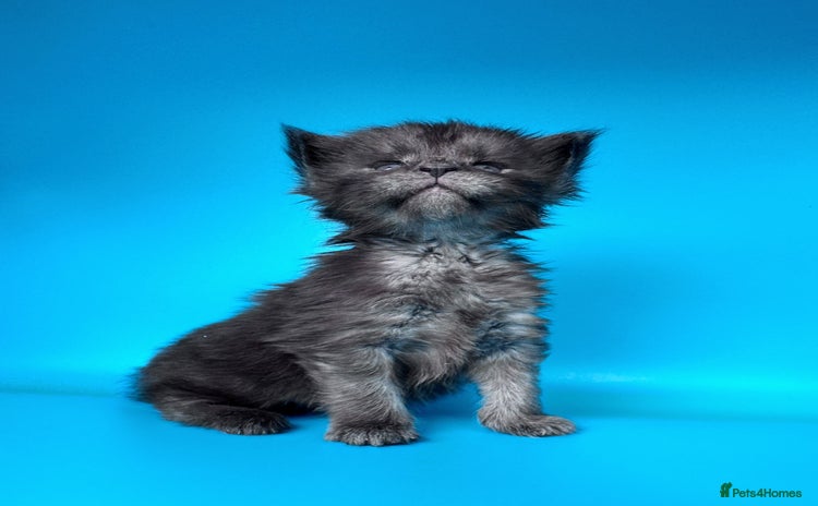 Maine Coon cats - Advert 11