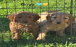 Cockapoo dogs for sale: F1 Cockapoo Puppies DNA hereditary clear - Image 10