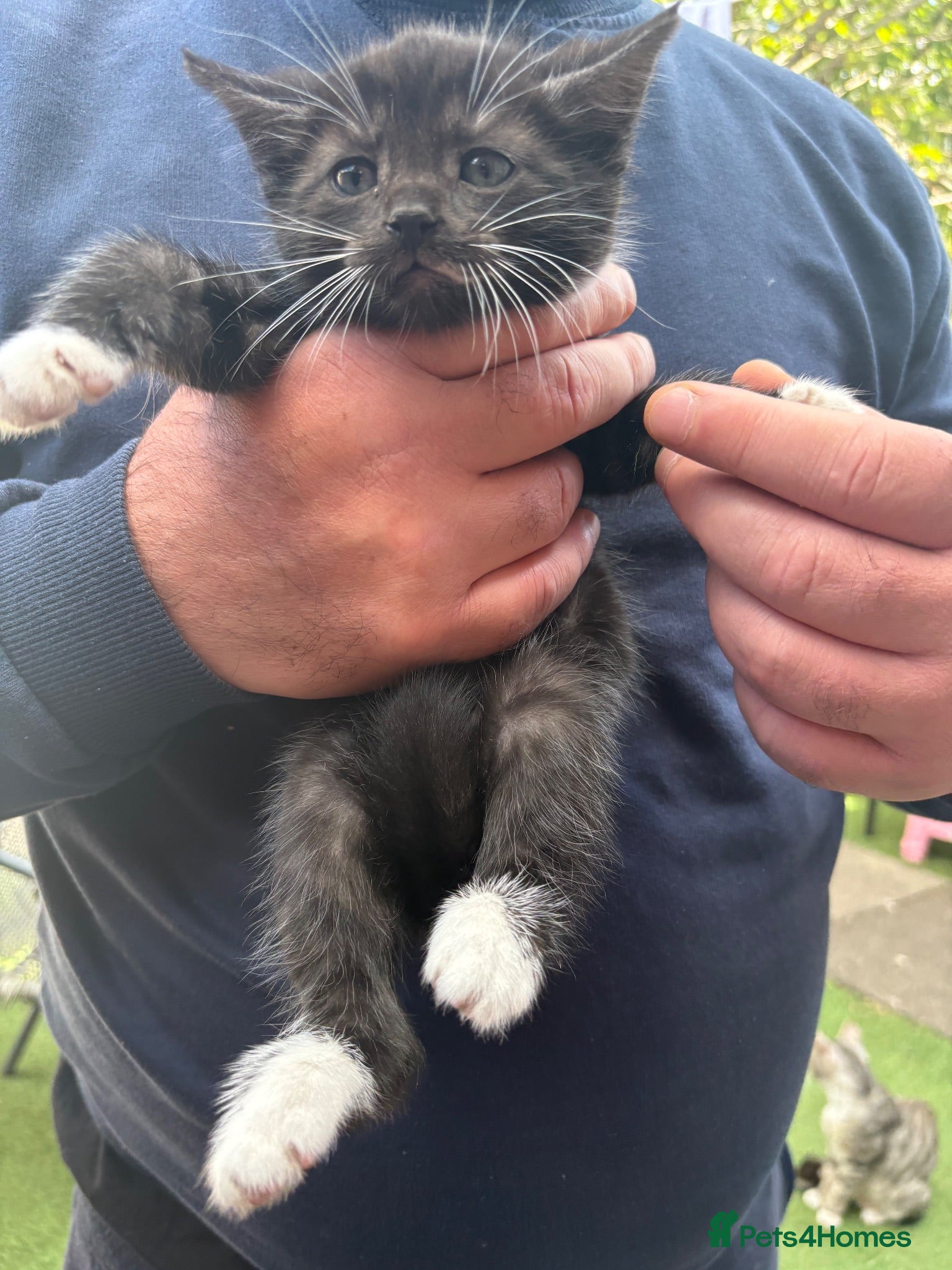 Mixed Breed cats Kittens looking for a new home  - Advert 6