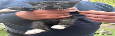Oreo 
