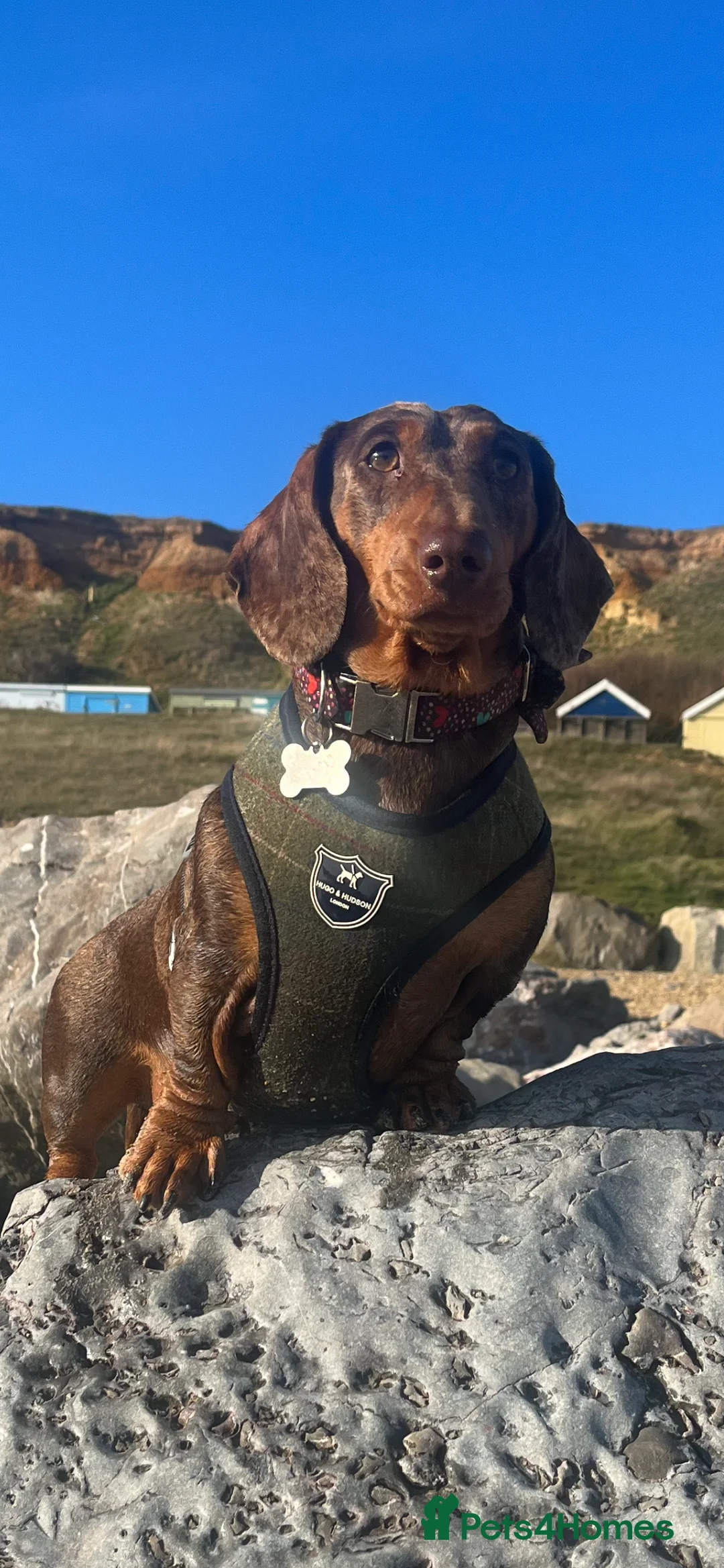 Miniature Dachshund dogs for stud: 🔥For stud proven miniature dachshund🔥   in Windsor - Advert 10
