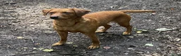 Labrador Retriever dogs for sale: 🧡 Barclay 🧡 Handsome FR Boy 🧡 READY NOW 🧡 - Advert 5