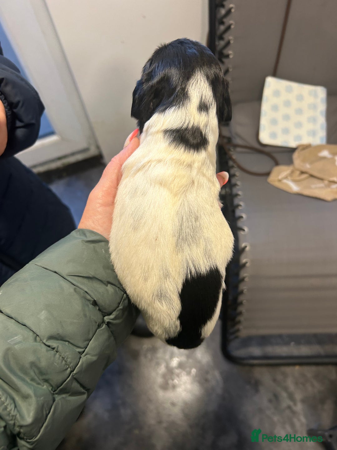 English Springer Spaniel dogs for sale: KC registered Springer spaniels puppies  - Image 34