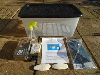 Snails invertebrates GIANT AFRICAN LAND SNAIL ADULT KIT - Advert 13