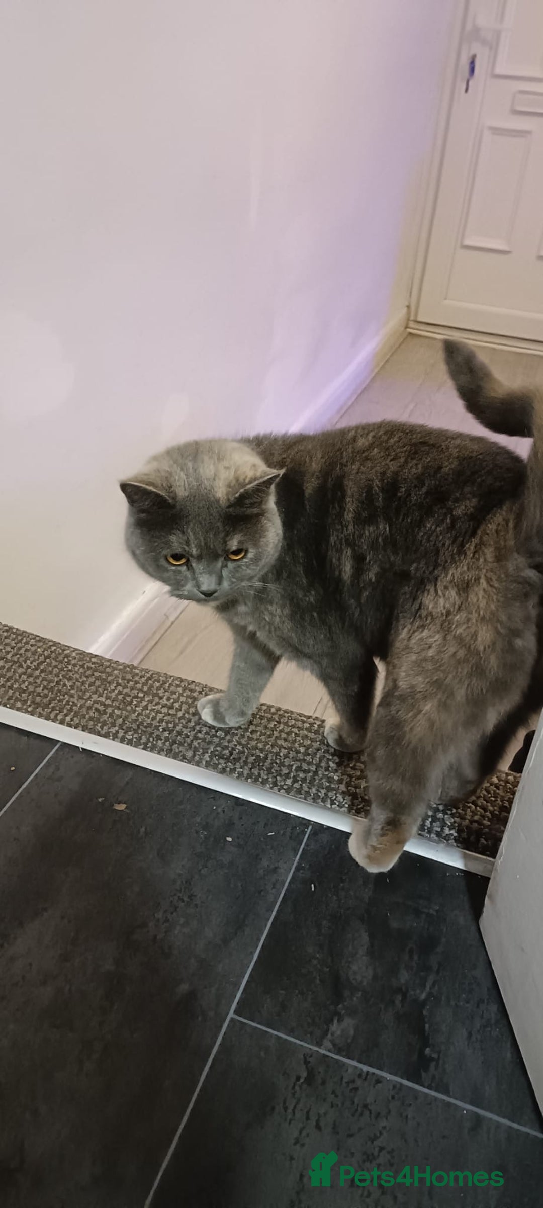 Persian cats for sale: Persian blue - Advert 12