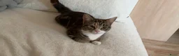 Mixed Breed cats for sale: 4 adorable kittens, looking for their new homes in Bedford - Advert 8