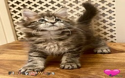 Maine Coon cats for sale: 🐾🦁 *TICA* MAINE COON KITTENS 🧬 DNA CLEAR 🦁🐾 - Image 22