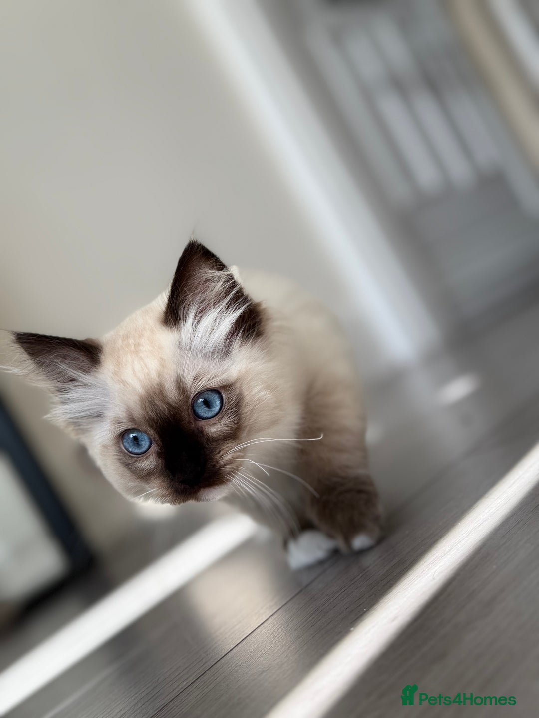 Ragdoll cats for sale: Beautiful Ragdol babies ready to leave  - Image 20