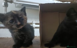 Mixed Breed cats for sale: Sweet kittens for sale - Image 8
