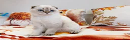 Scottish Fold cats for sale: 🐾 Stunning Scottish Fold Girl  🐾 - Advert 16